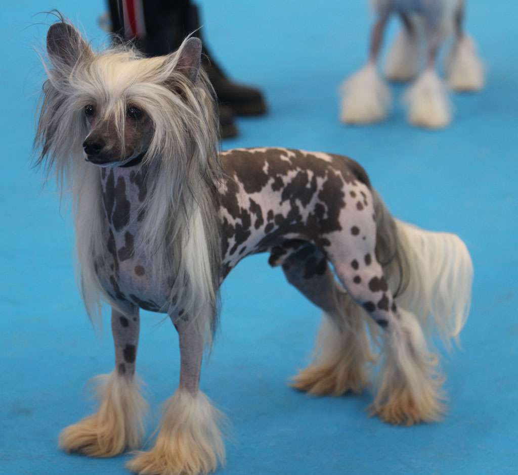 Lucky dancer de Almamasan