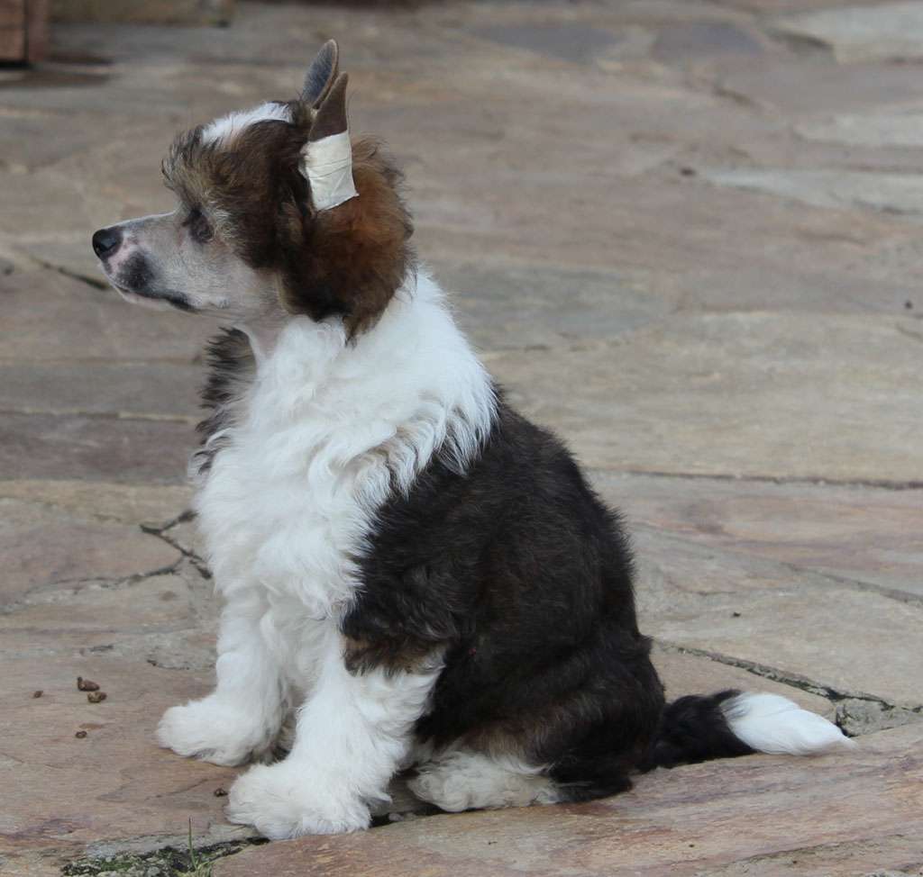 Land of colors de Almamasan