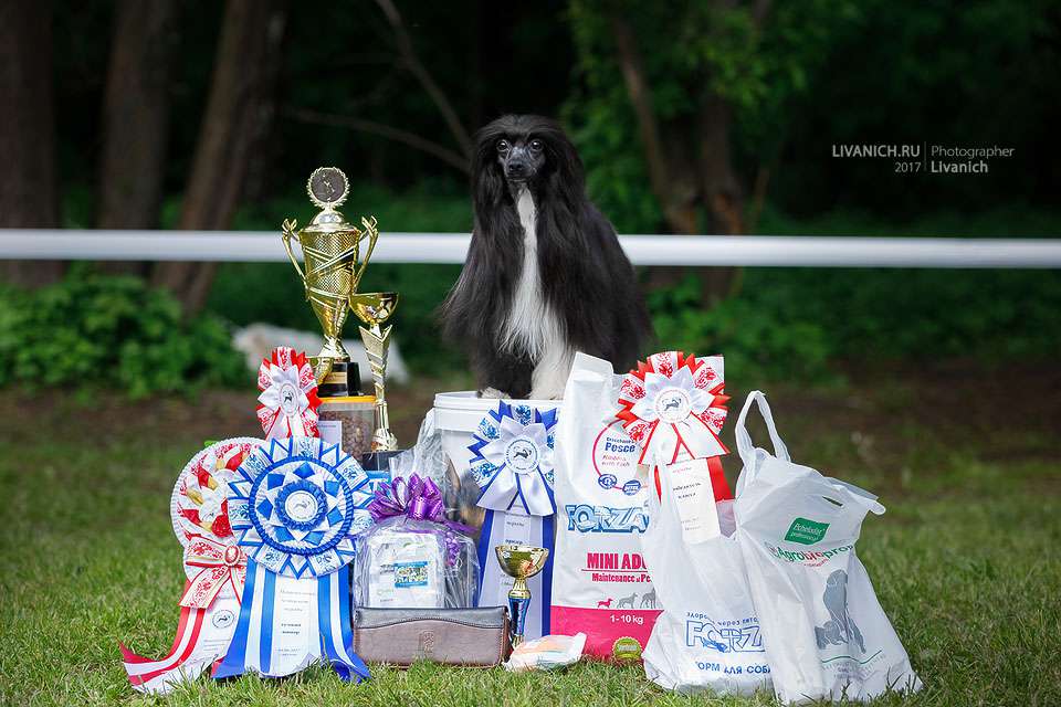 Show Galaktika Kuro Neko