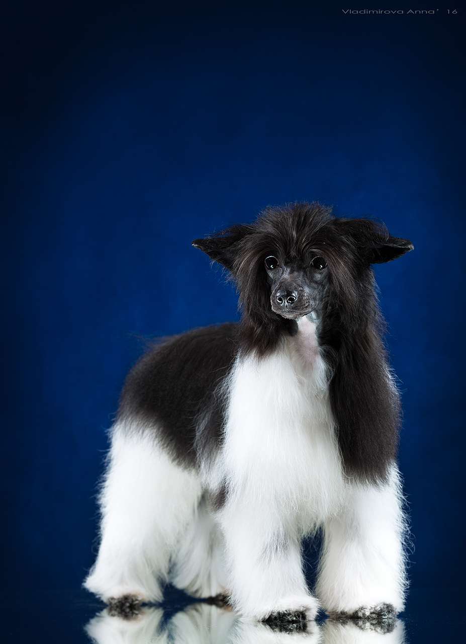 Show Galaktika Kioto