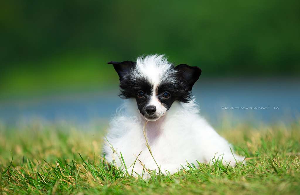 Show Galaktika Kyoken