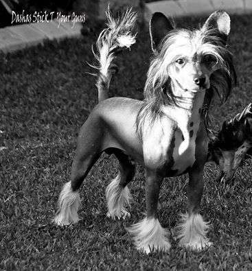 BPIS Dasha Stick To Your Guns at Lunablu