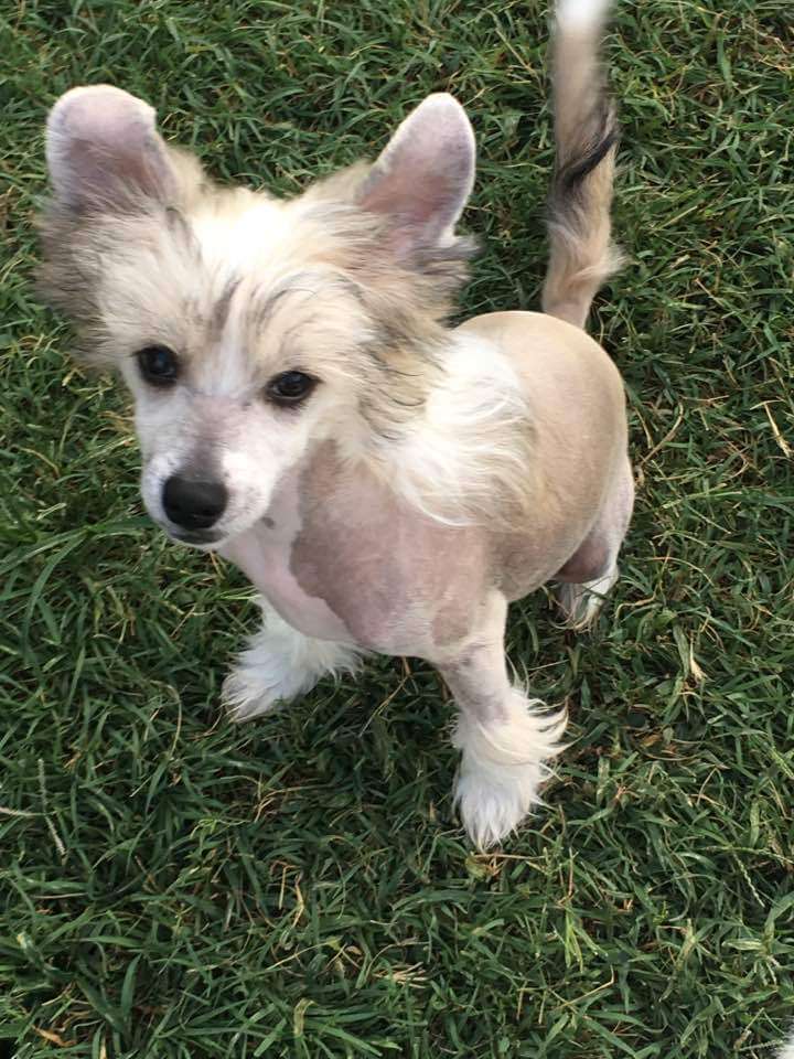 Delende King Of The Wind