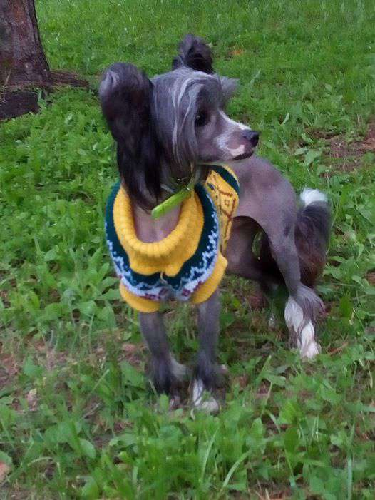 CHervonchik  dlya Liris