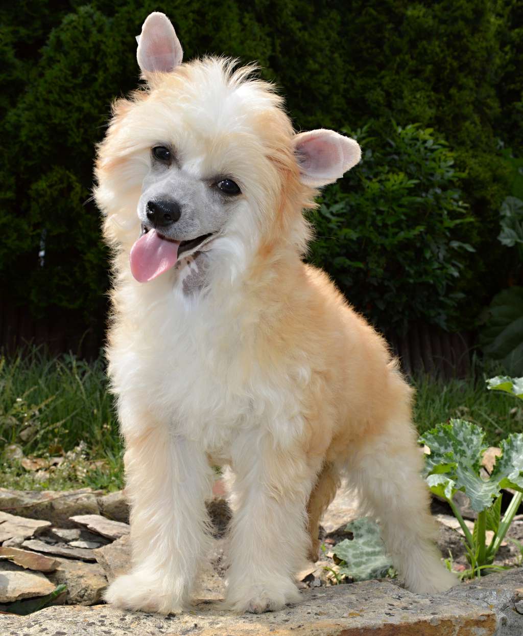 Charlotte Elizabeth z Andelovy dlane