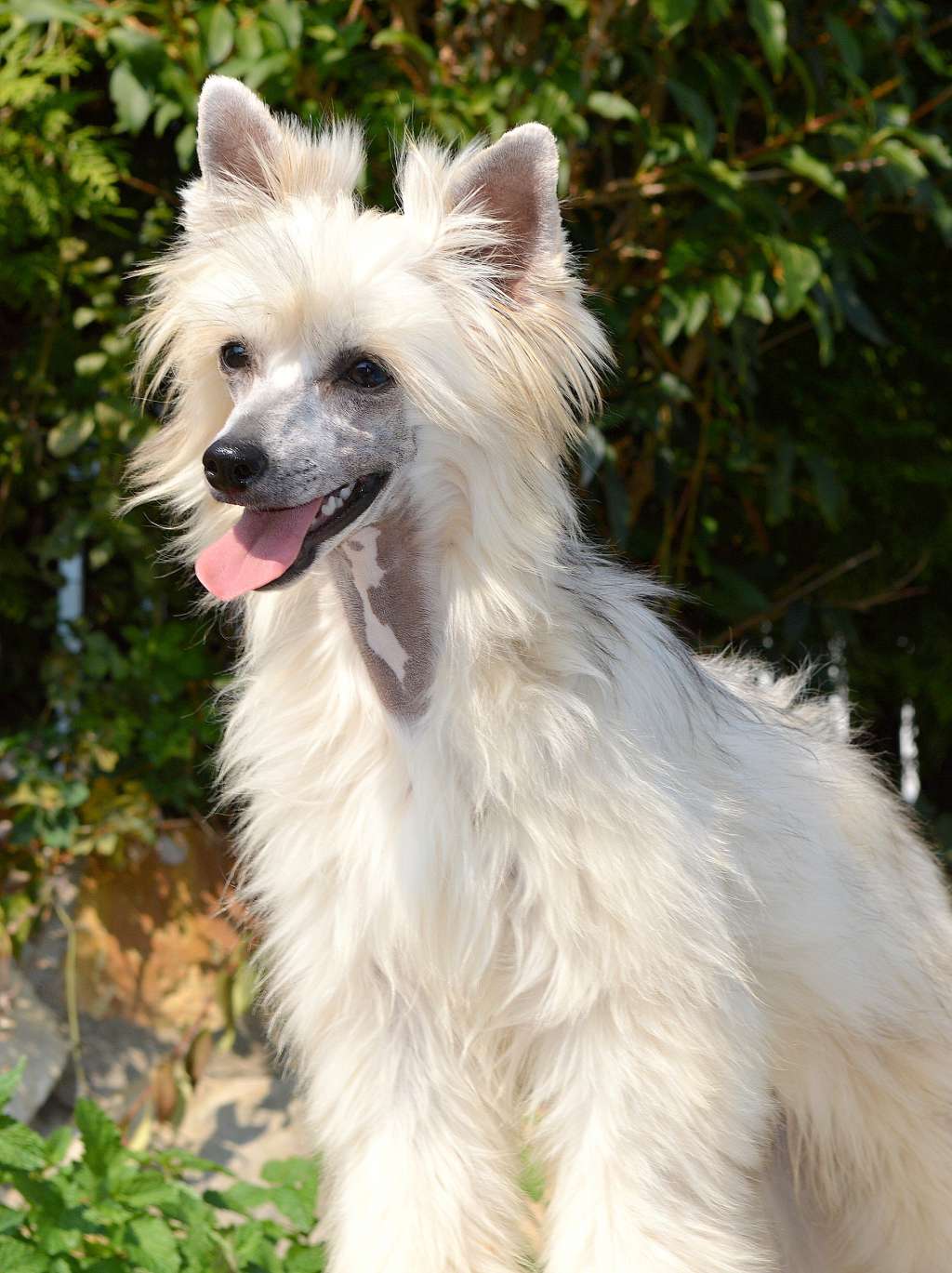 Chanel no Five z Andelovy dlane