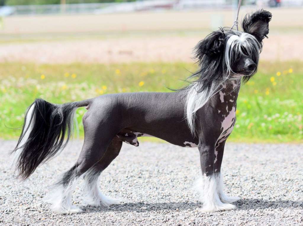 Selfcresteem's Toteuta Tahtoni