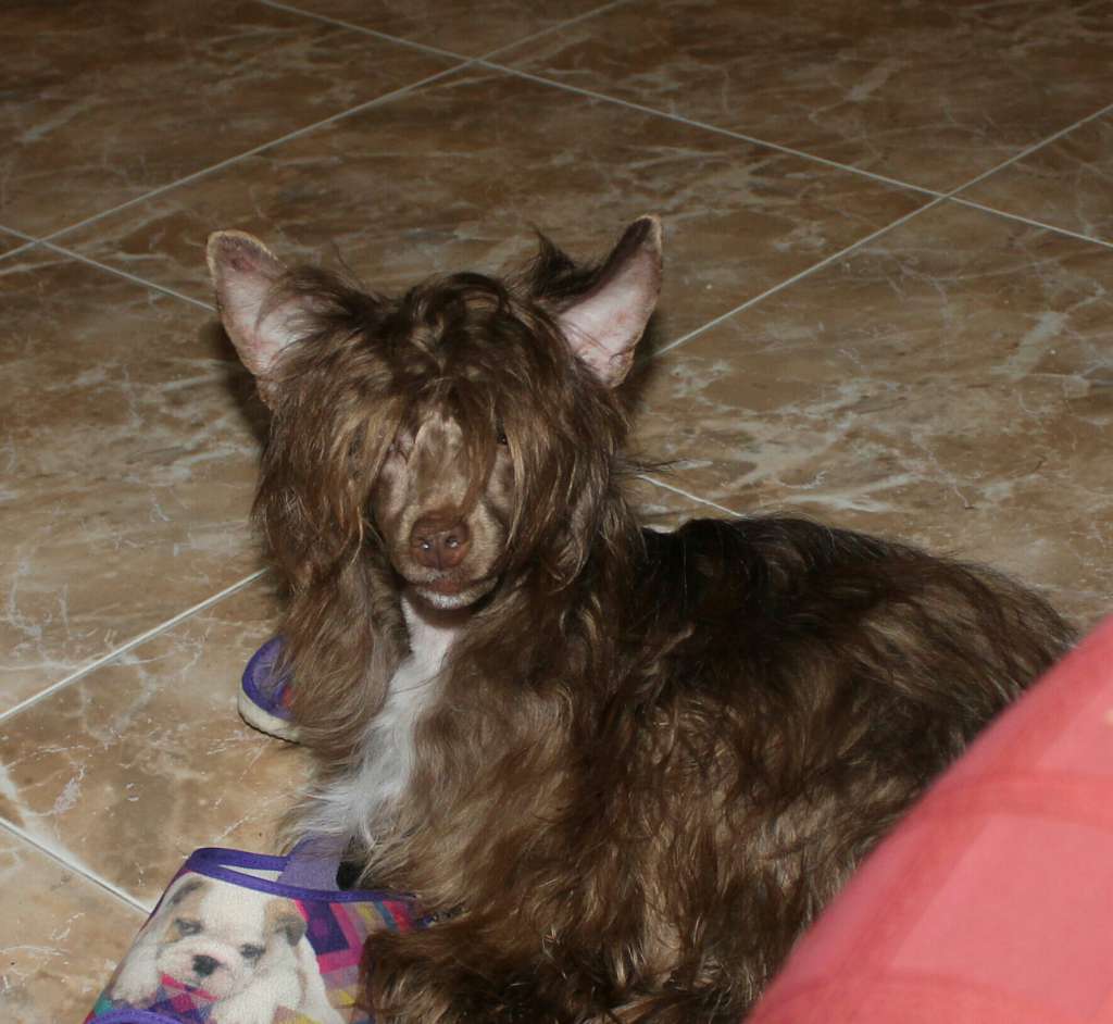 Fantom iz Sozvezdiya Khana at L'Essence de Mon Tou