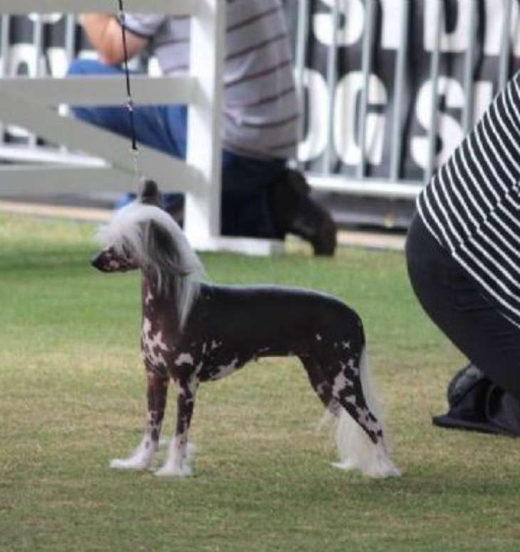 Blackheath Butterscotch