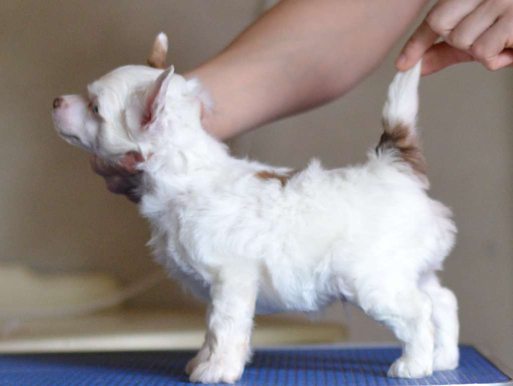 Fenix iz Sozvezdiya Khana