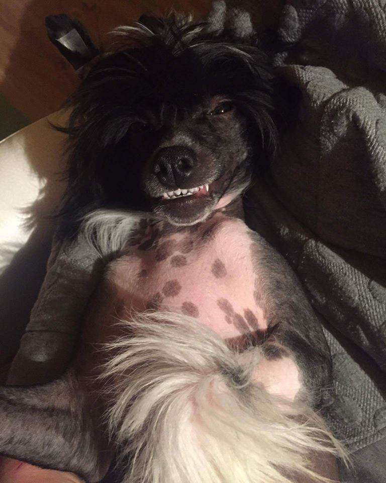 Adrinn Angel's Fatmir