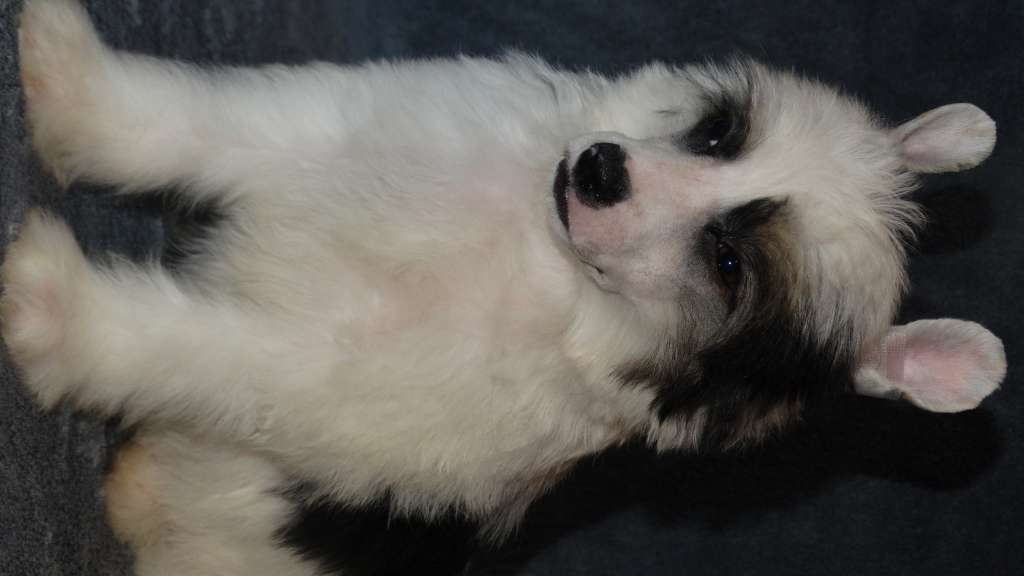 Once Upon A Dream Primo Haymitch