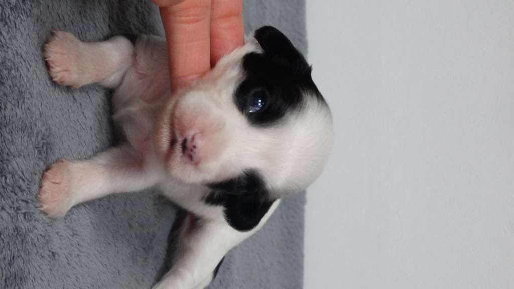 Once Upon A Dream President Snow