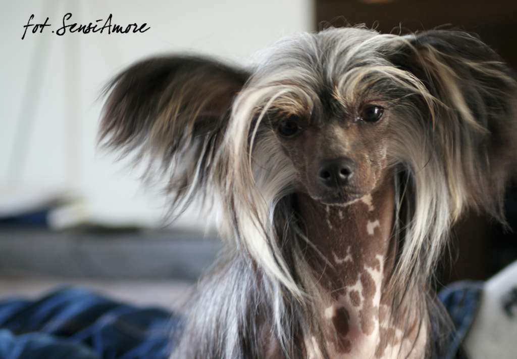 De mis Sueños Sensiamore