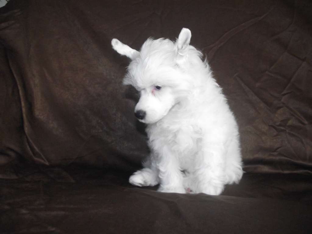 Infant Bonus Westtai