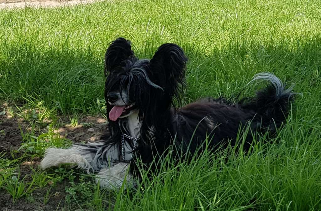 Irzhik Bonus Westtai