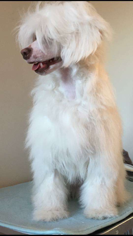 Absolute Souls Moonlight Pleasure