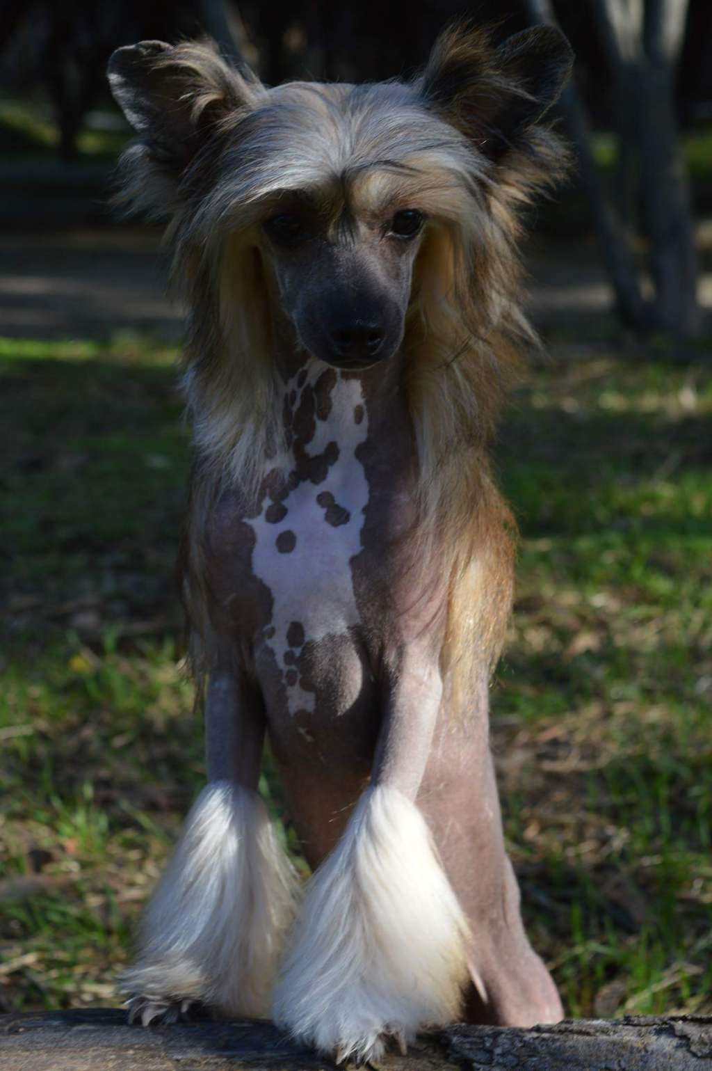 Magnus Staff Peter Pan