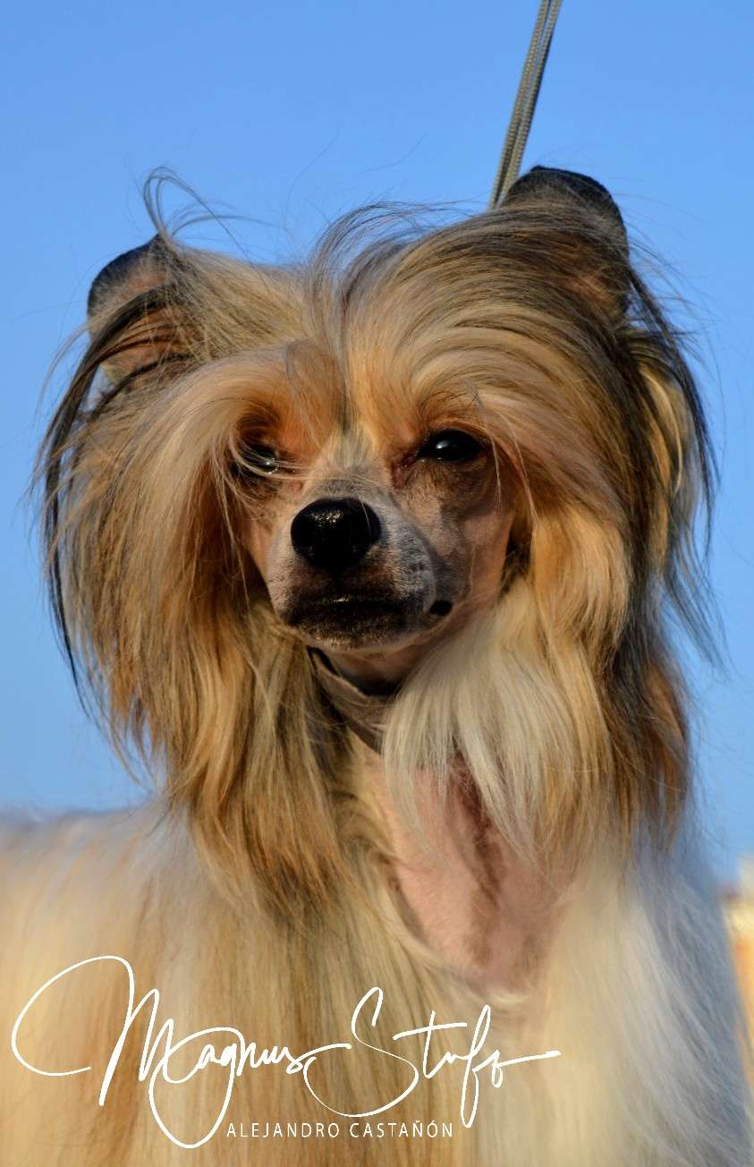 CH. Magnus Staff Peddy Monster