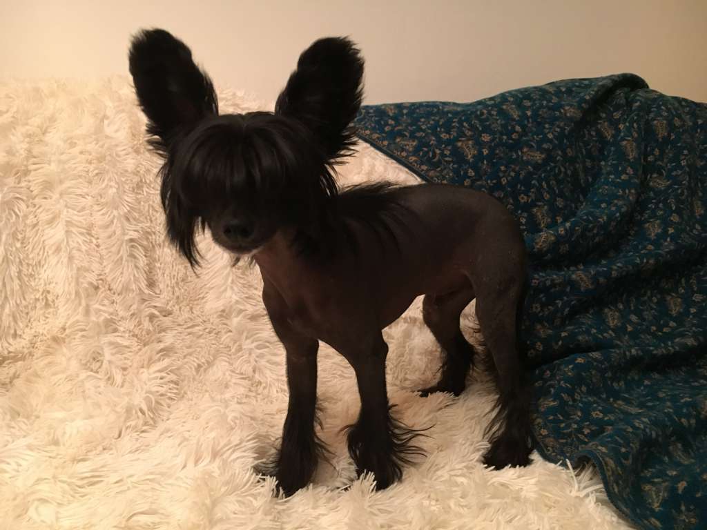 Aragon from *Black Fairies*