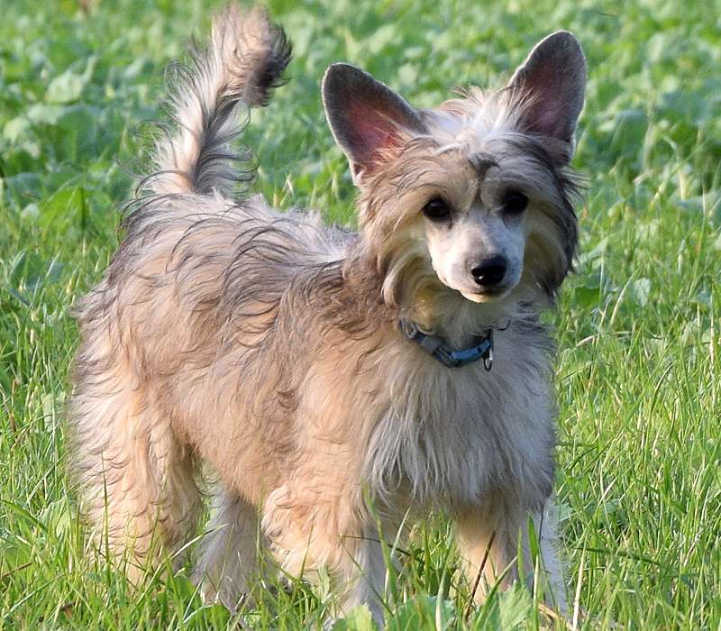 Attila from *Black Fairies*