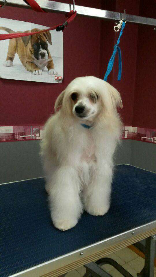 Illouchna de l'Alpha d'Abydos