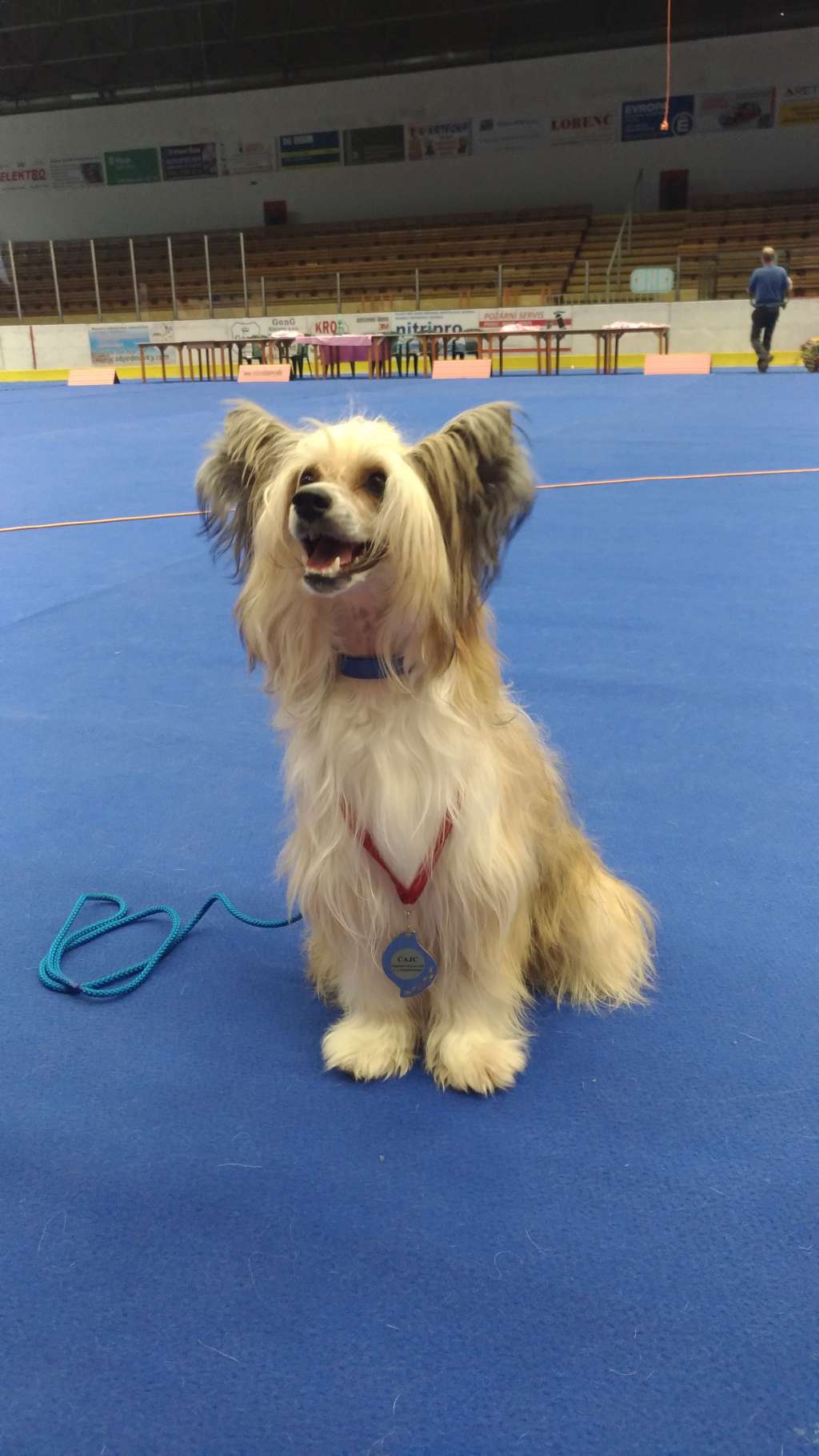 Amadeus Mozart Fenix de Fuego