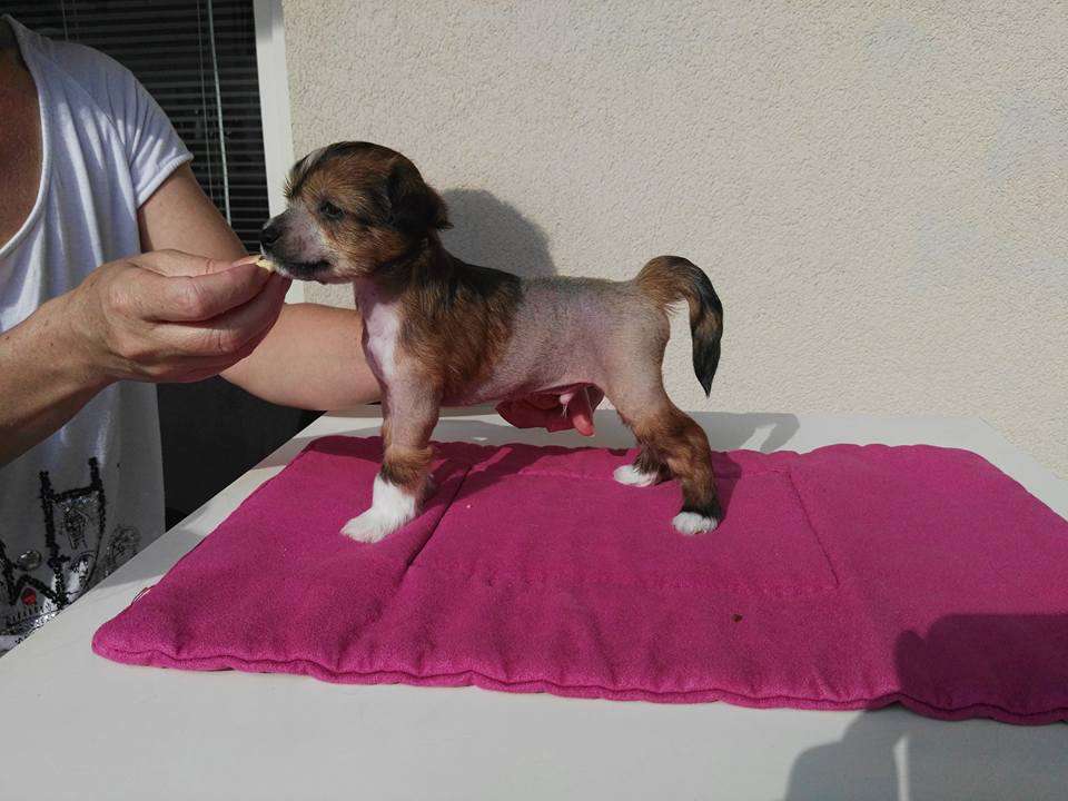 Al Pacino Fenix de Fuego