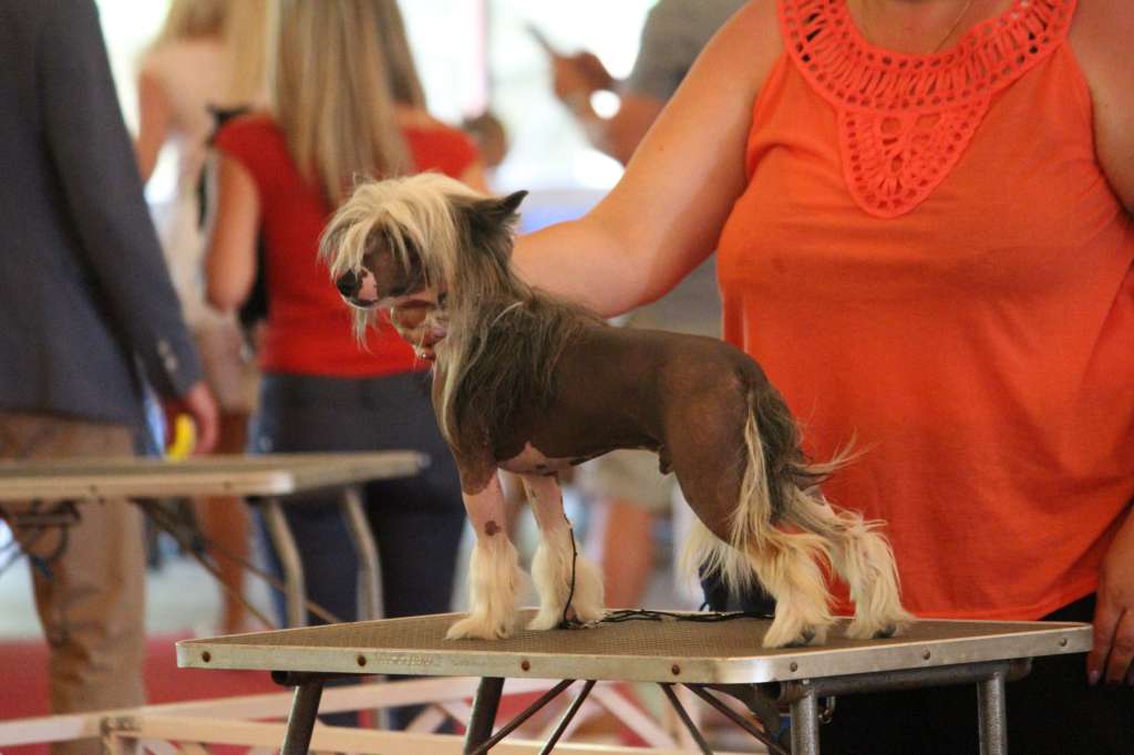 Fundoklia-völgyi Kaszanics Zs'Oscar Junior