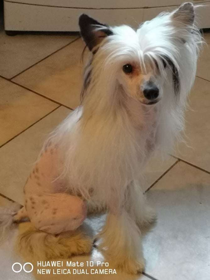 Fundoklia-völgyi Kaszanics London