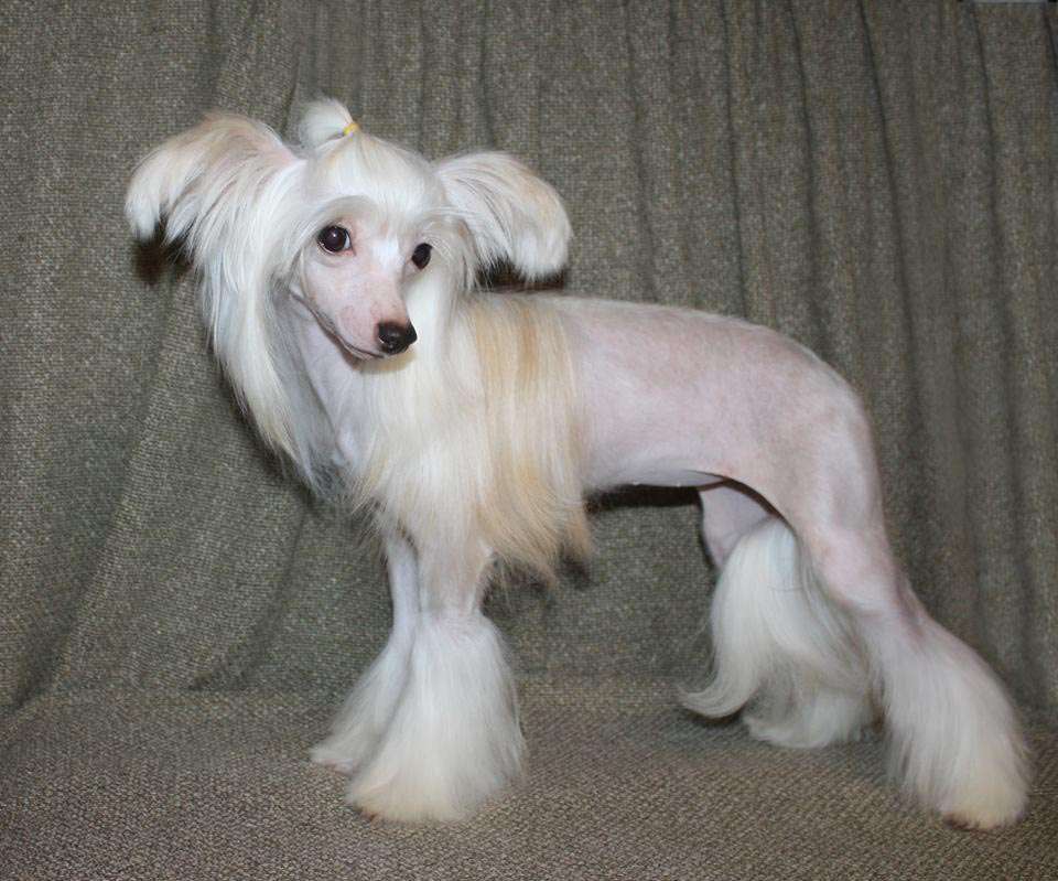 Star Beauty Zhuly B'yanka