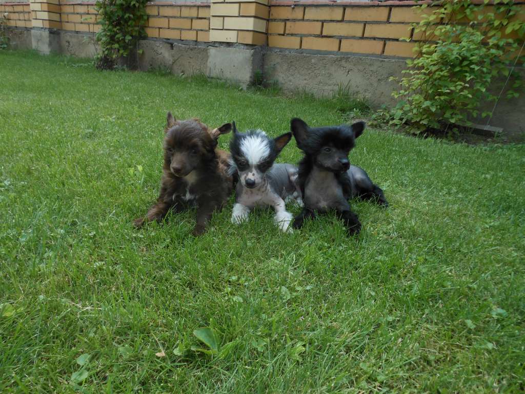 Charuyuschiy Soblazn Dayana