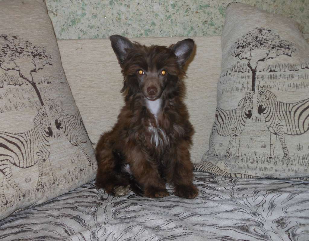 Charuyuschiy Soblazn Dariana