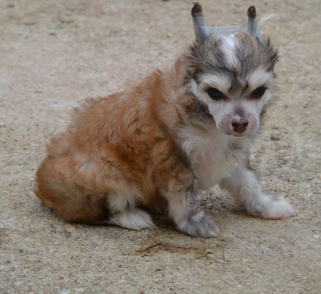 Magnolia Blossom de l'Orée des Rêves