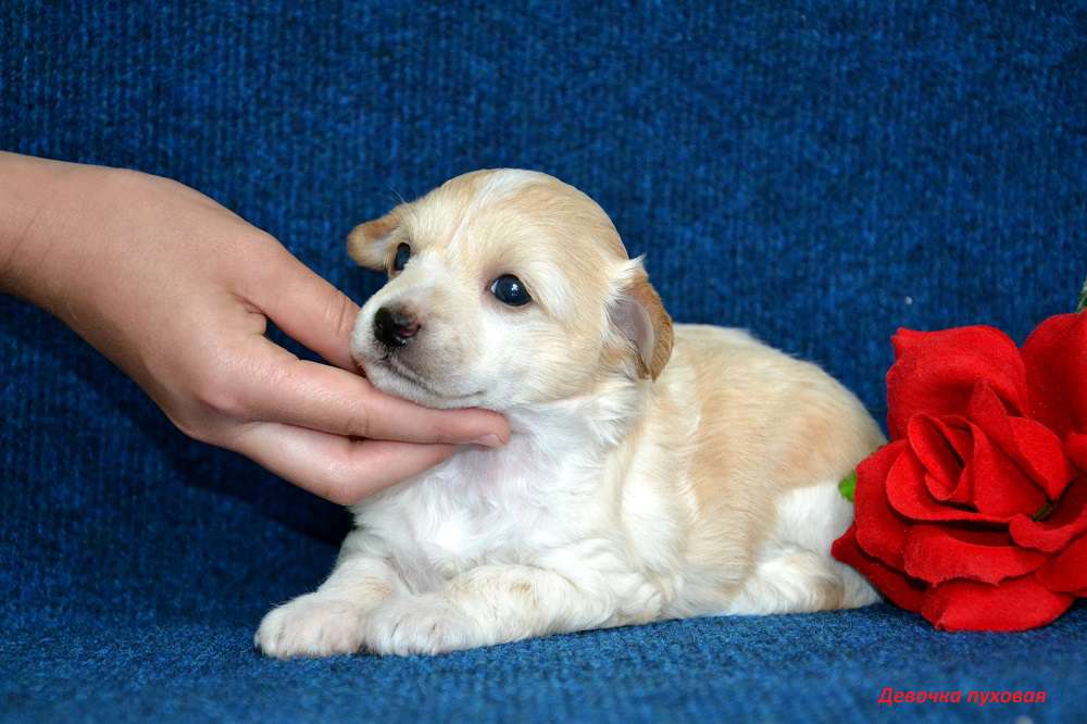 Feeriya Magic Getta Melanie