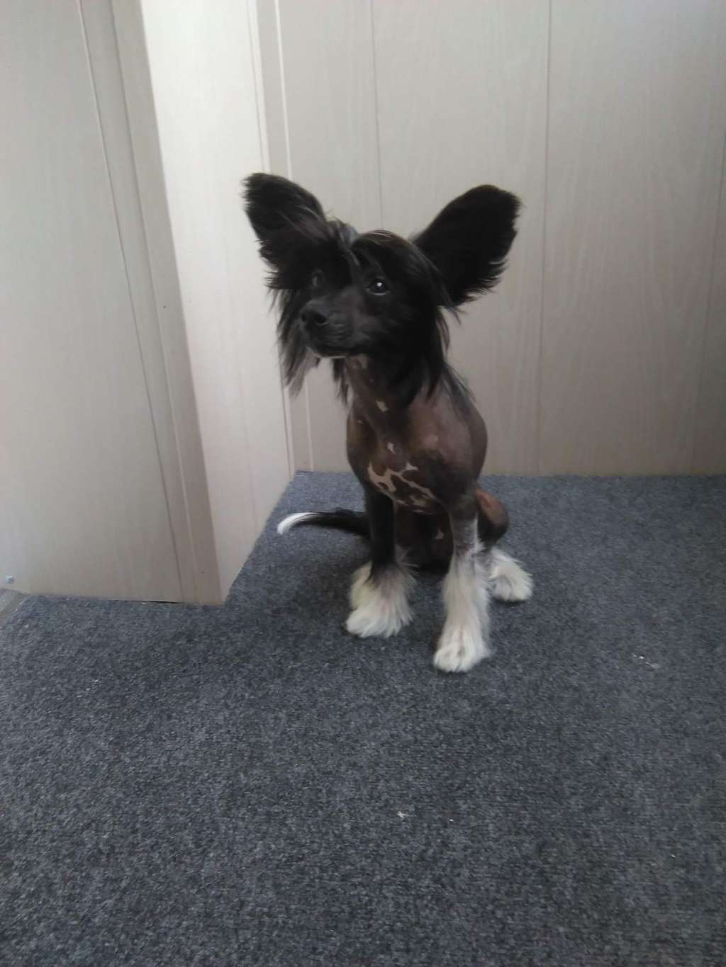 Naimuluna Line Hansa