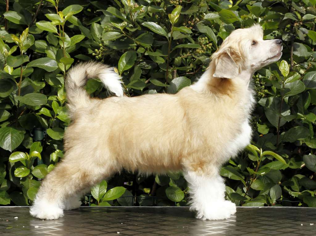 Crestiny's I Don't Wanna Stop