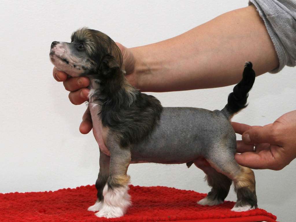 Crestiny's If You Dare