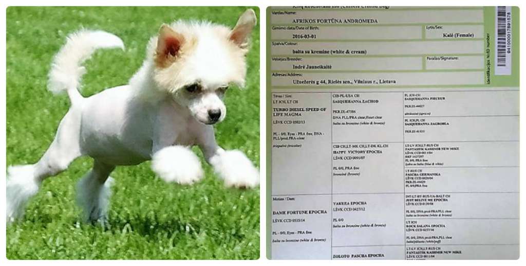 Afrikos Fortuna Andromeda