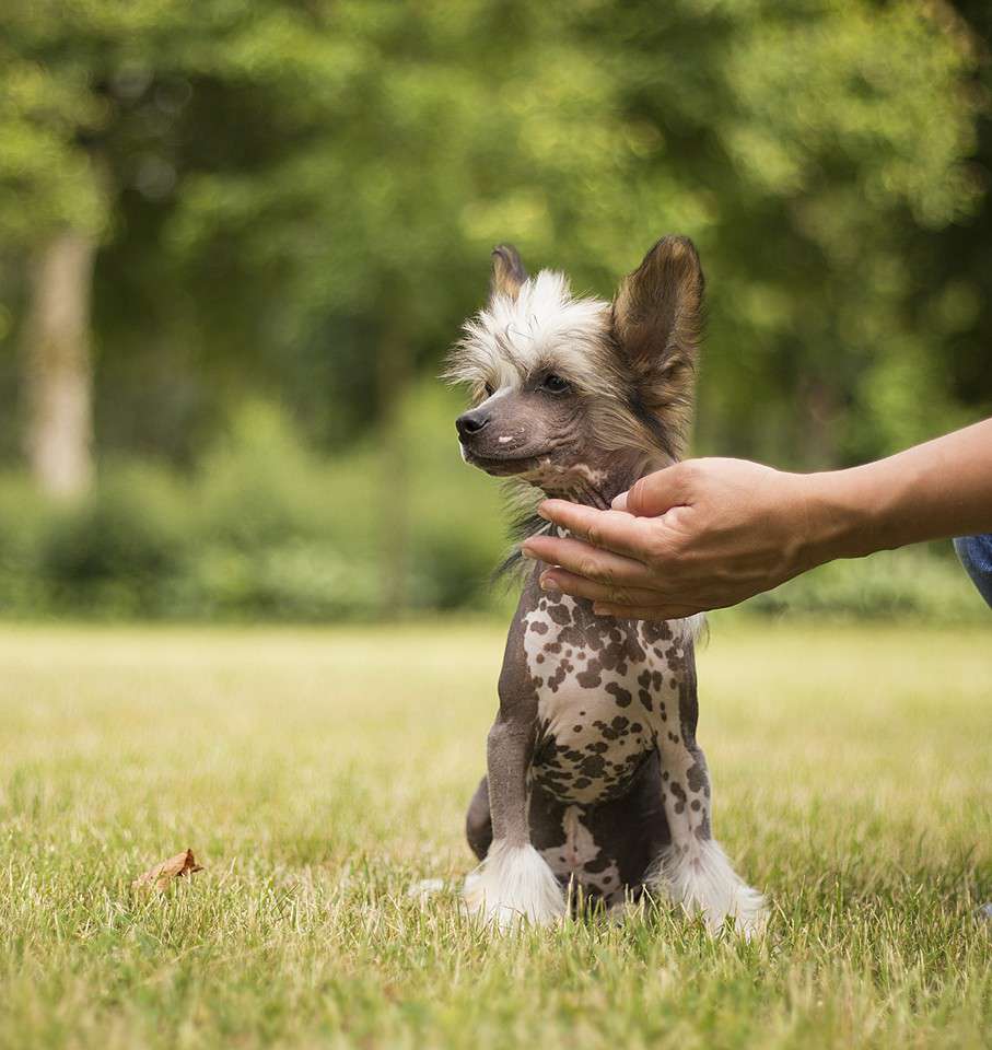 Afrikos Fortuna AUKURAS