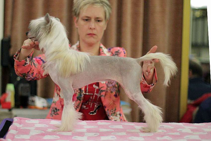 Silkencrest Flitze Feuerzahn