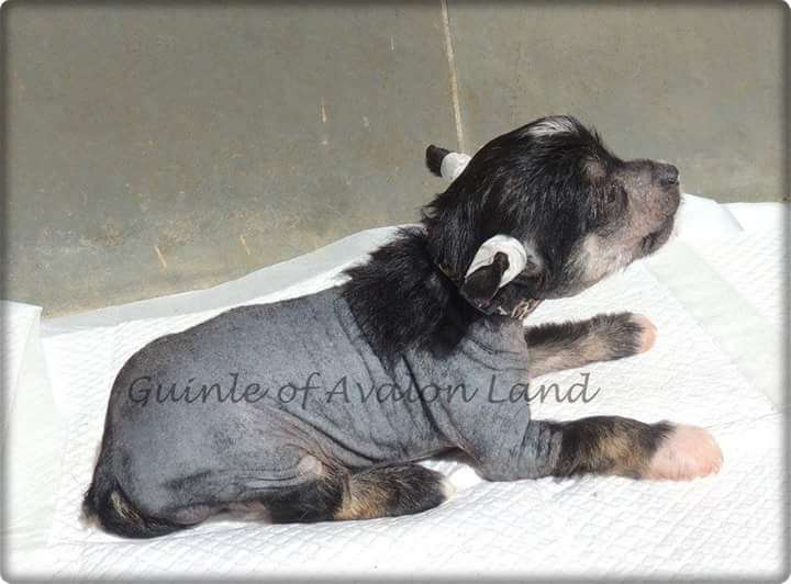 Guinle Hl Of Avalon Land