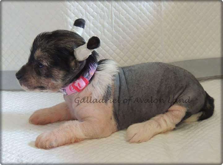 Galadriel Hl Of Avalon Land