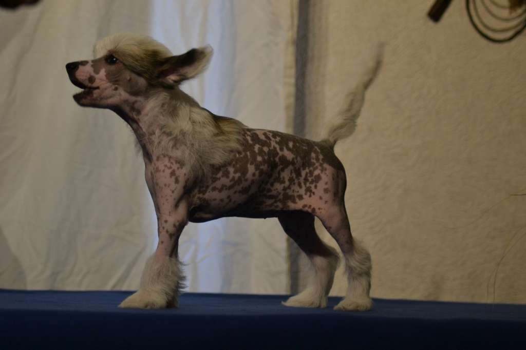 De La Mahafu's JP Ozzie