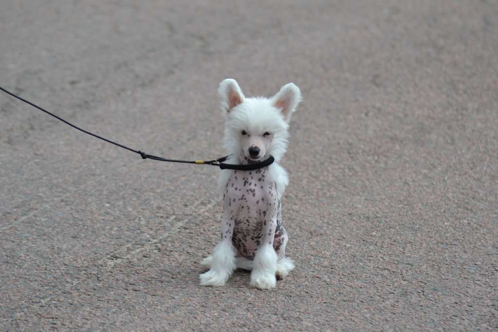 De La Mahafu's JP Orion