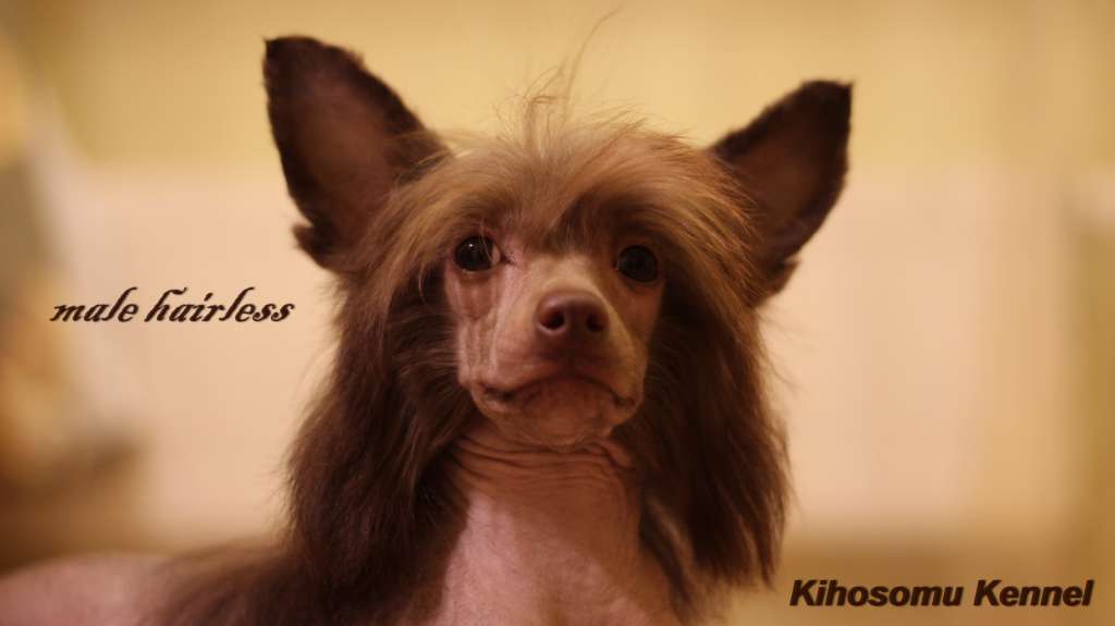 Kihosomu Elisei Otvajnyi