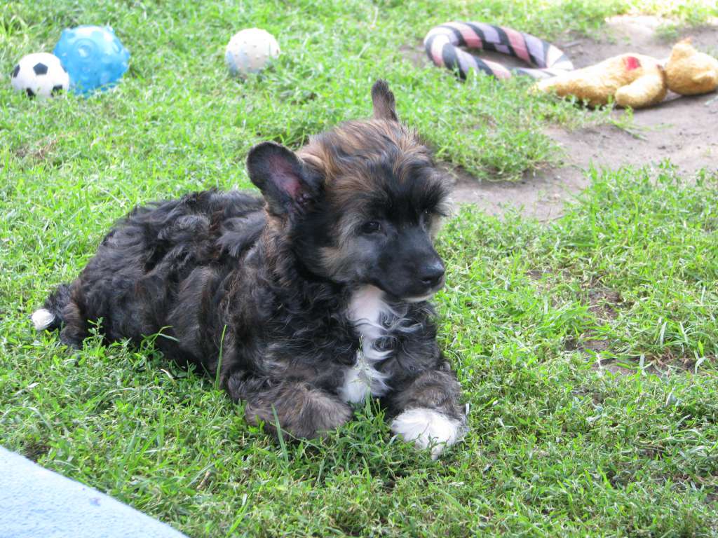 Promyk Exotic World FCI