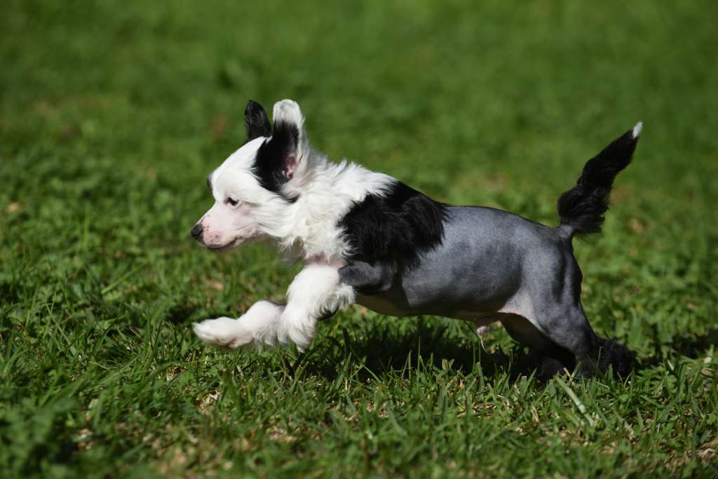 Krescendo Carbon Copy