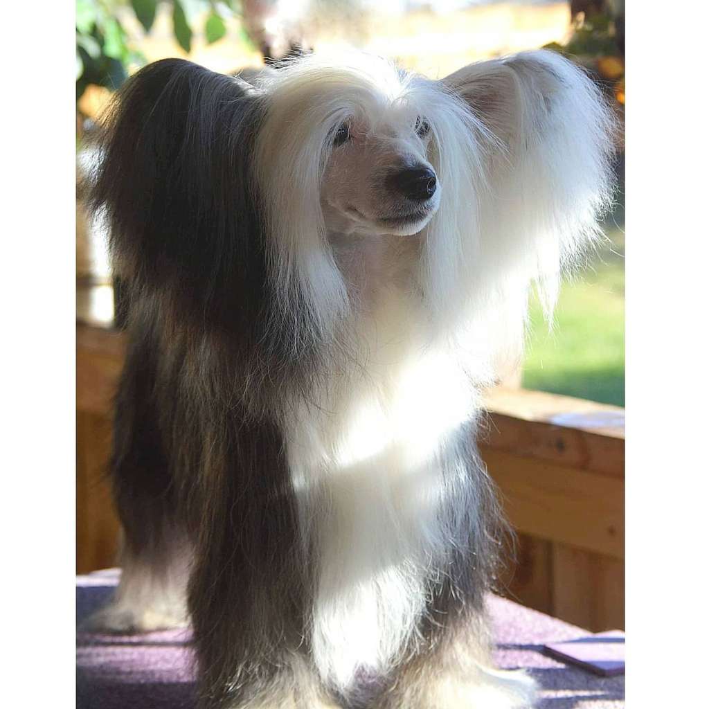 Krescendo China Moon