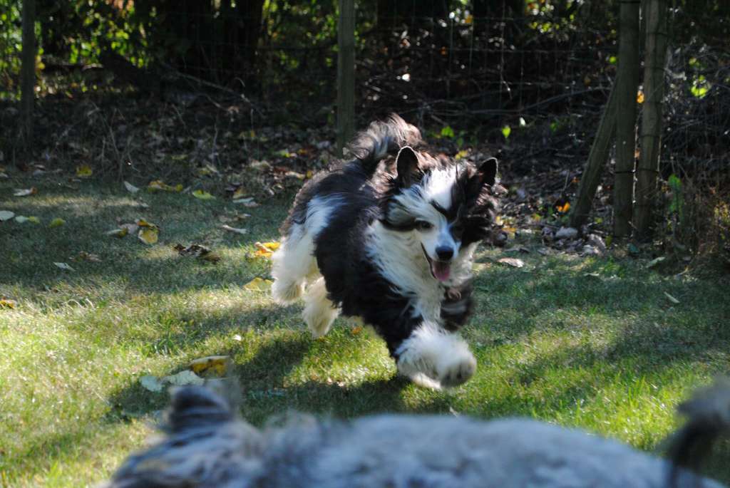 Princess Black and White du Palais de Nashka